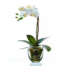 Орхидея ФАЛЕНОПСИС белая с мхом, корнями, землей в стеклянном кашпо